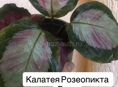 комнатные растения