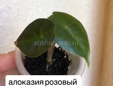 комнатные растения