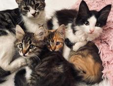 Кошка с котенком 