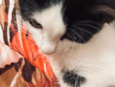 Кошка с котенком 