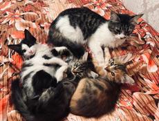 Кошка с котенком 