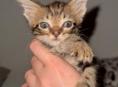 Срочно отдаю котенка 