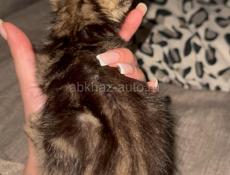 Срочно отдаю котенка 
