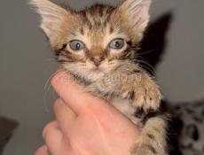 Срочно отдаю котенка 
