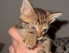 Срочно отдаю котенка 