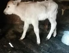 Продаю