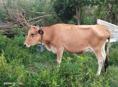 Продаётся корова 🐮 Звонить по номеру тел- ±79409696928