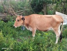 Продаётся корова 🐮 Звонить по номеру тел- ±79409696928