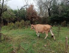 Продаётся корова 🐮 Звонить по номеру тел- ±79409696928