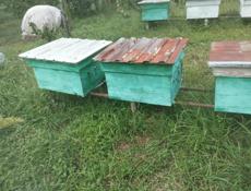 Продам ульи!