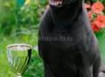  Продам щенка породы тайский риджбек