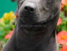  Продам щенка породы тайский риджбек