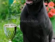  Продам щенка породы тайский риджбек