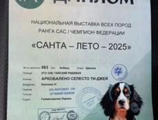  Продам щенка породы тайский риджбек