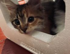 Котята в хорошие руки 
