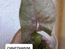 комнатные цветы