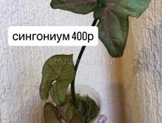 комнатные цветы
