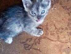 Котята от крысоловки