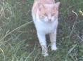Ласковый котик ищем дом