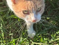 Ласковый котик ищем дом
