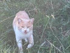 Ласковый котик ищем дом