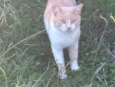 Ласковый котик ищем дом