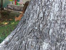 Цитрусовый совхоз 