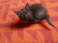 Отдам котят в добрые руки.