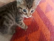 Отдам котят в добрые руки.