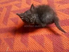 Отдам котят в добрые руки.