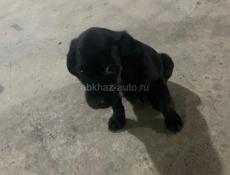 Дам щенят в добрые руки 