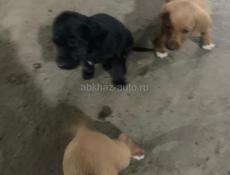 Дам щенят в добрые руки 