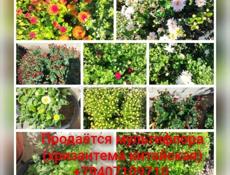 Хризантема китайская 