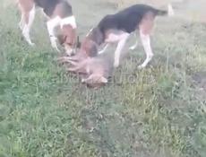 Пропали собаки