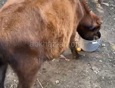 Продам бычка породистого 20 т 