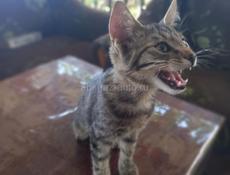 ОТДАМ КОТЁНКА, Привезу