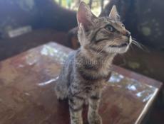 ОТДАМ КОТЁНКА, Привезу