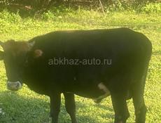 Продается бык 70кг