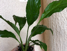 комнатные цветы🌸