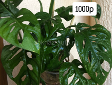 комнатные цветы🌸