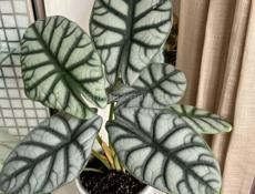 комнатные цветы🌸