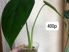 комнатные цветы🌸