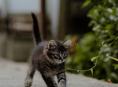 котята
