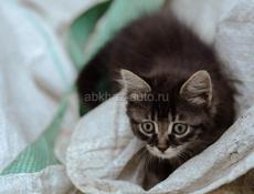 котята