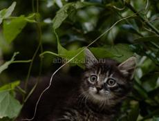 котята