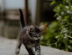 котята