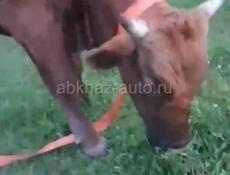Продается бычок
