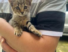 Отдать в добрые руки - кошечку 