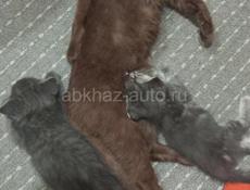 Котята