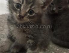 Котята